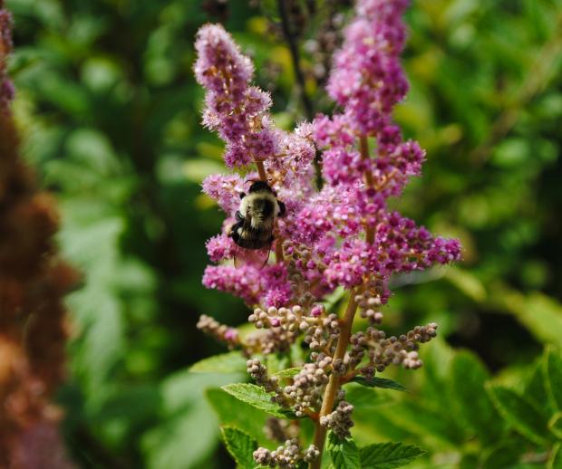 Bumblebee on Steeplebush (Spiraea tomentosa). Photo by Heather Darley.